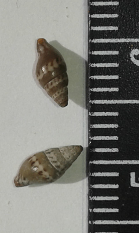 Costellariidae : Vexillum littorale?